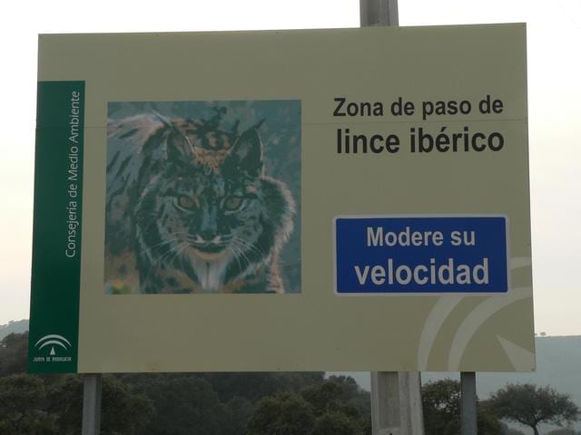 Junta announces lynx protection plan Junta announces lynx protection plan