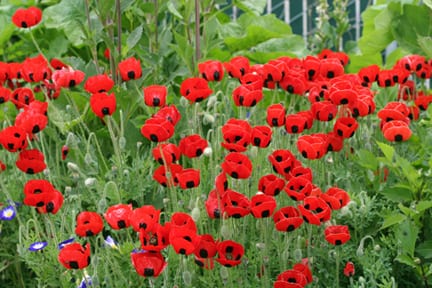 Papaver – the heroic weed Papaver – the heroic weed