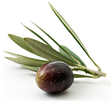 Latest Articles From The Olive