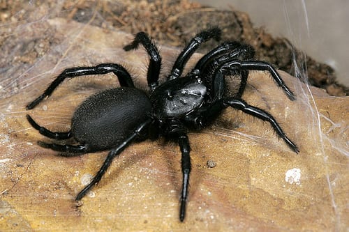 Incey Wincey spider Incey Wincey spider