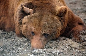 Bare facts on Spain’s bears Bare facts on Spain’s bears