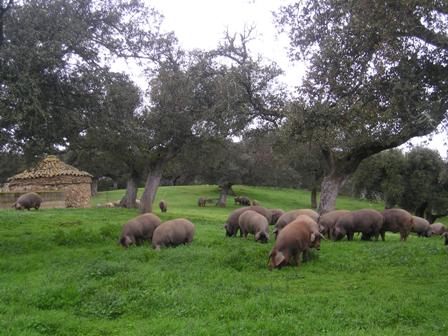 The dehesas of Extremadura The dehesas of Extremadura