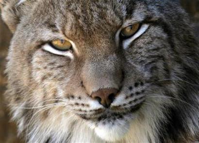 New lynx population found 