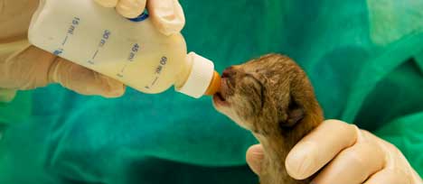 Is there soon to be no missing lynx? thumbnail