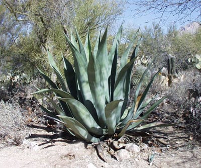 Agave a day… Agave a day…