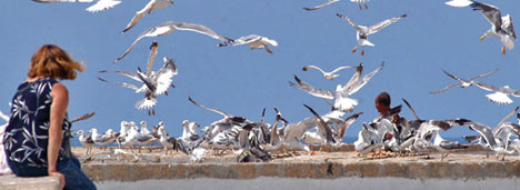 A tale of two gulls A tale of two gulls
