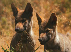 Wild wolves born in Antequera Wild wolves born in Antequera