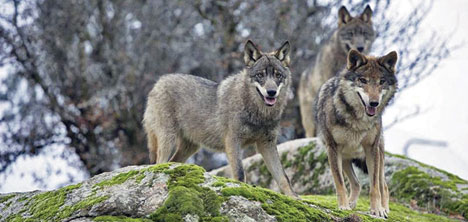 Save our wolves! Save our wolves!