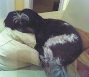 Death threats over pet dog Death threats over pet dog