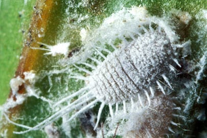 The Eco Garden: Keep the garden pests at bay with beer and bird droppings The Eco Garden: Keep the garden pests at bay with beer and bird droppings