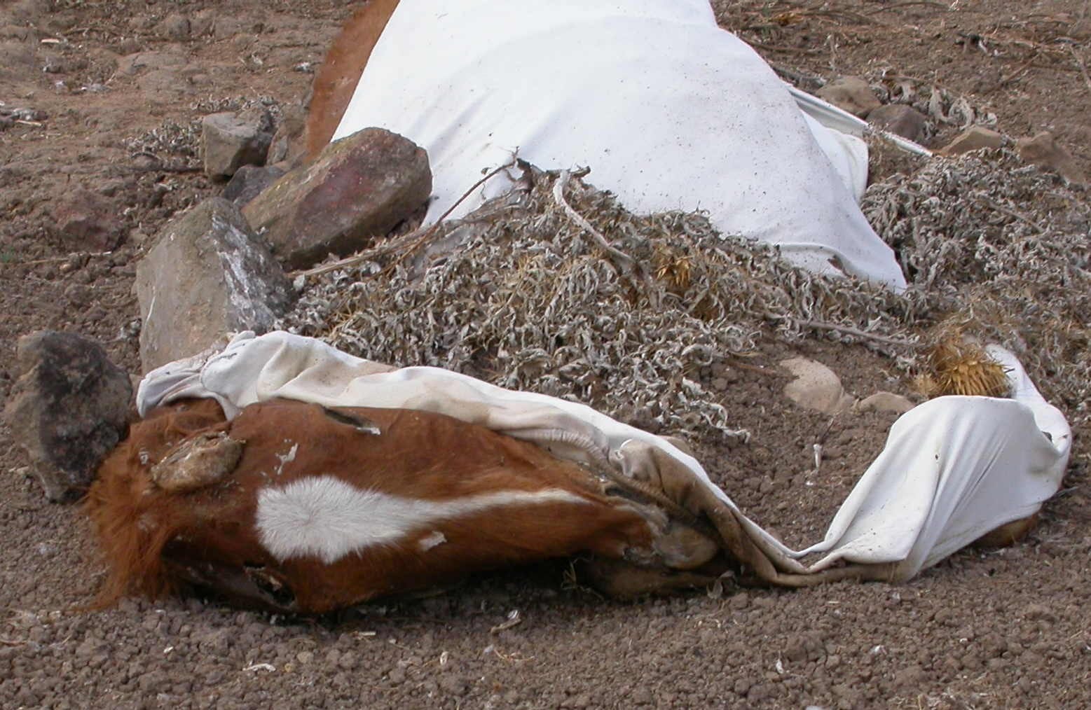 Shallow grave Shallow grave