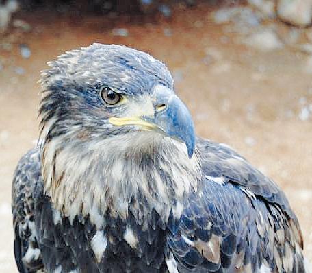 Eagles poisoned Eagles poisoned