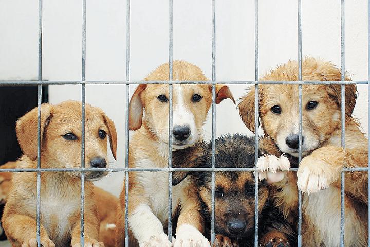 Can a man be a dog’s best friend? Can a man be a dog’s best friend?