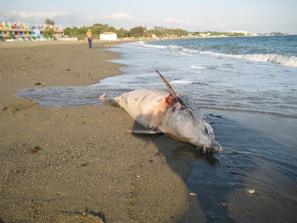 Dolphin beach tragedy Dolphin beach tragedy