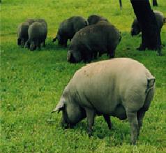 The world’s healthiest pork The world’s healthiest pork