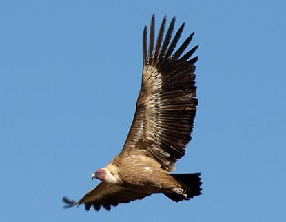 In a big flap! In a big flap!