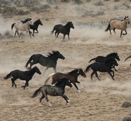 Wild horses come to Algeciras Wild horses come to Algeciras