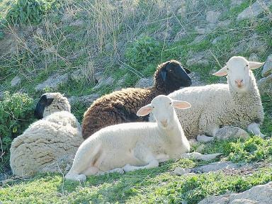 Away in a manger, a sheep for a song thumbnail