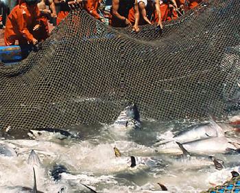 Fishermen unite to protect tradition Fishermen unite to protect tradition