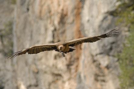 Vultures under threat Vultures under threat
