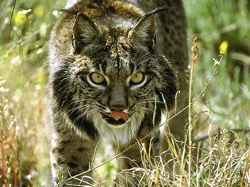 Iberian-Lynx-protected-in-Andalucai.jpg