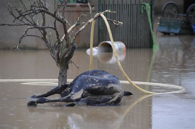 Horse owner sued thumbnail