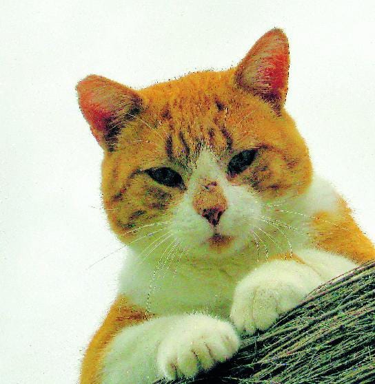 Marmalade heads home