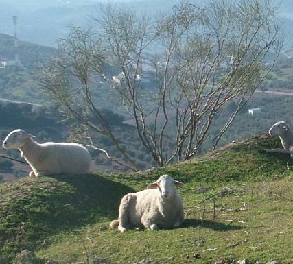 SOS: Save Our Sheep! SOS: Save Our Sheep!