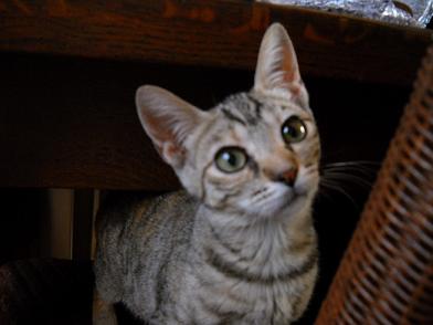 Cat killer on the loose in Andalucian village thumbnail