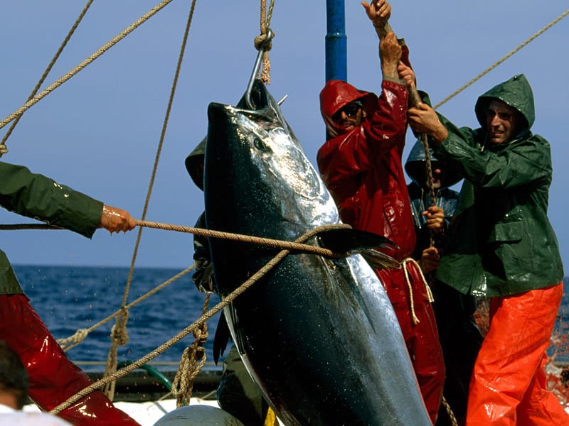 Last battle for the red tuna? Last battle for the red tuna?