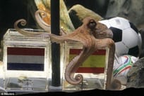 ‘Oracle Octopus’ says ¡Viva La Furia Roja! ‘Oracle Octopus’ says ¡Viva La Furia Roja!