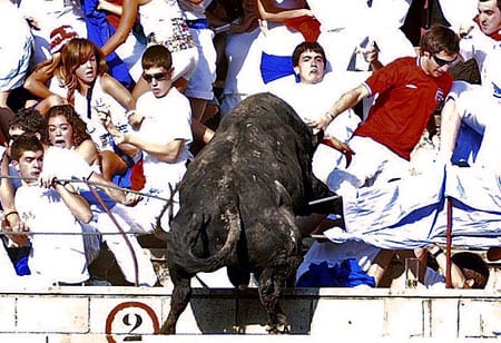 What a lot of old bull What a lot of old bull