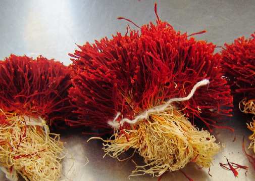 It’s the season for saffron It’s the season for saffron