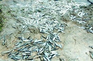 Fish deaths lead to probe Fish deaths lead to probe