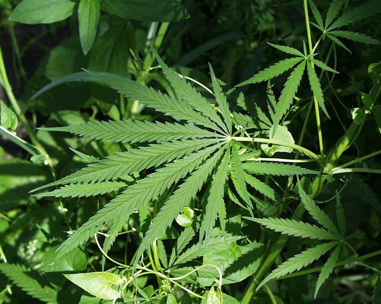 Huge drug crackdown Huge drug crackdown