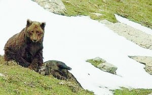 Grizzly death Grizzly death