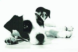 Brits run for mutts and moggies Brits run for mutts and moggies