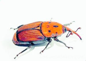 Sexed up weevils are evil Sexed up weevils are evil