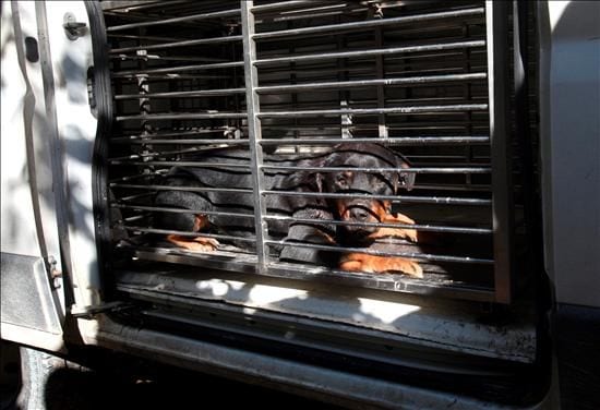Father and son mauled by dogs Father and son mauled by dogs
