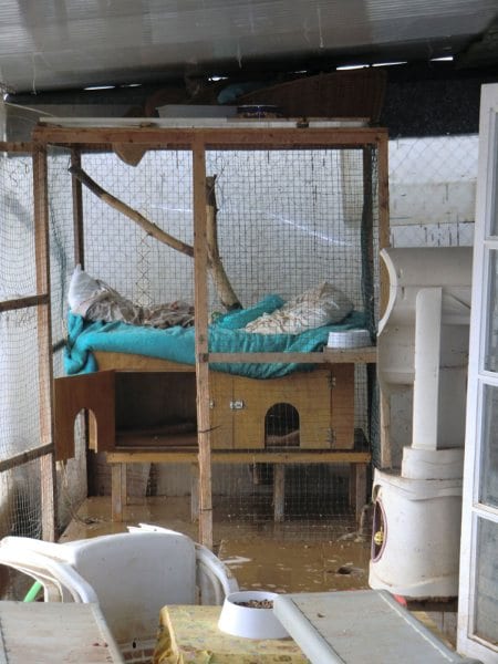 Cats and dogs drown in Mijas rescue centre flood Cats and dogs drown in Mijas rescue centre flood