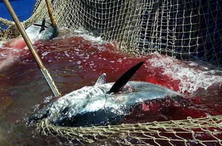 Japan steps in to ‘save’ tuna Japan steps in to ‘save’ tuna
