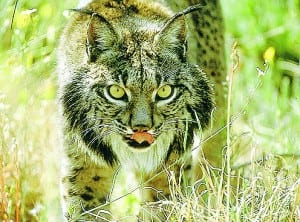 Endangered Iberian lynx is shot dead in Sevilla Endangered Iberian lynx is shot dead in Sevilla
