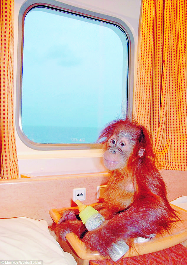 Great Esc-APE for orphaned orangutan Great Esc-APE for orphaned orangutan