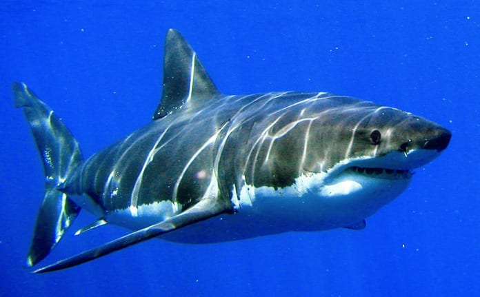 EU supports shark finning ban EU supports shark finning ban