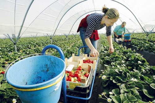 Spain is the world’s biggest strawberry exporter Spain is the world’s biggest strawberry exporter