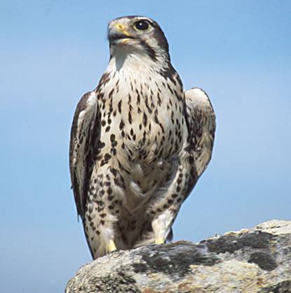 Ruffled feathers in Ronda Ruffled feathers in Ronda