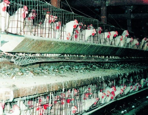 Spain to ban battery hens Spain to ban battery hens