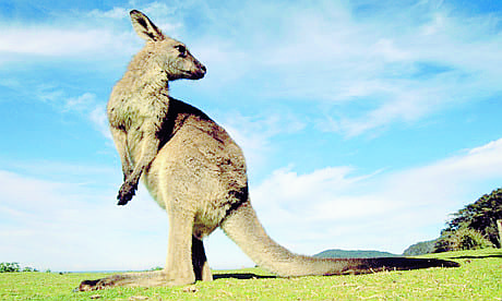 Kangaroo steaks hop off the menu Kangaroo steaks hop off the menu