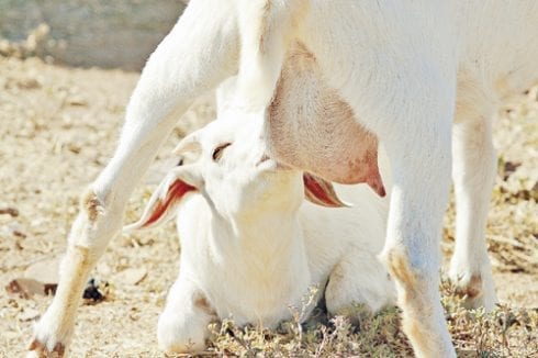 Goat’s milk good for you Goat’s milk good for you