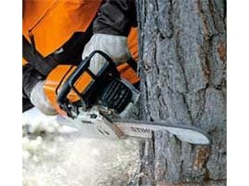 Competa mayor slammed over tree felling Competa mayor slammed over tree felling